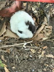 Found/Stray Unknown Other last seen walnut and florence , Fresno, CA 93706