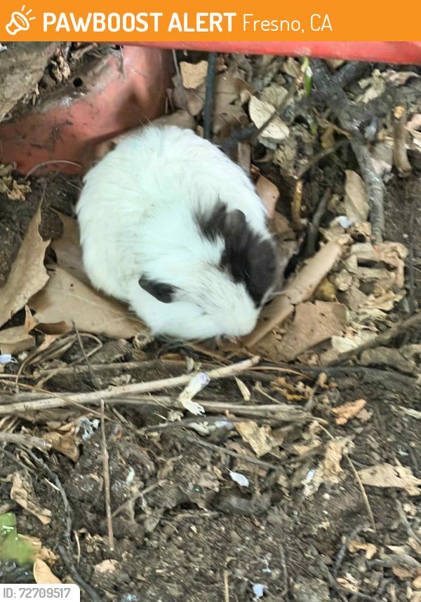Found/Stray Unknown Other last seen walnut and florence , Fresno, CA 93706
