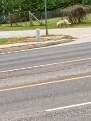 Found/Stray Unknown Dog last seen 25th st and Phoenix Ave , Fort Smith, AR 72902