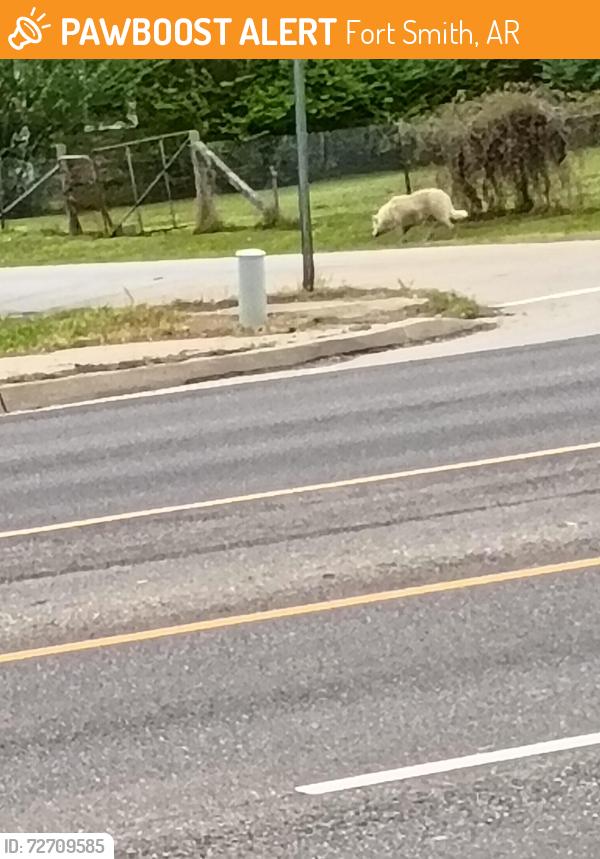 Found/Stray Unknown Dog last seen 25th st and Phoenix Ave , Fort Smith, AR 72902