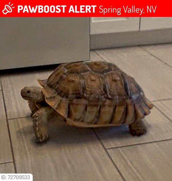 Lost Female Reptile last seen Rainbow-Flamingo / Rainbow-Twain, Spring Valley, NV 89103