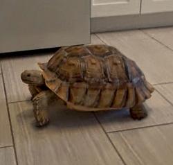 Lost Female Reptile last seen Rainbow-Flamingo / Rainbow-Twain, Spring Valley, NV 89103