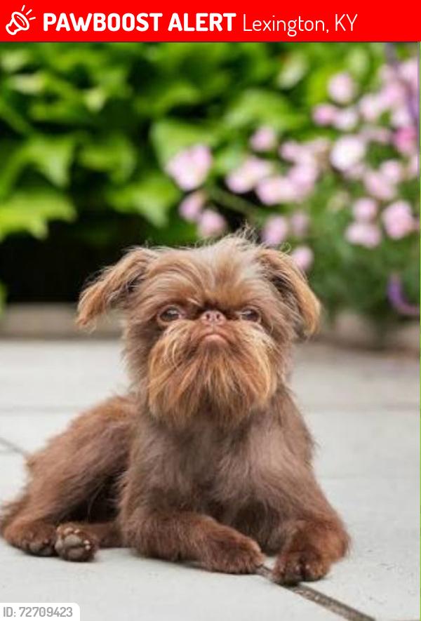 Lost Female Dog last seen Masterson station neighborhood, Lexington, KY 40511