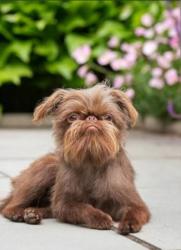 Lost Female Dog last seen Masterson station neighborhood, Lexington, KY 40511