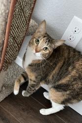 Found/Stray Female Cat last seen 102nd & Grant, Northglenn, CO 80233