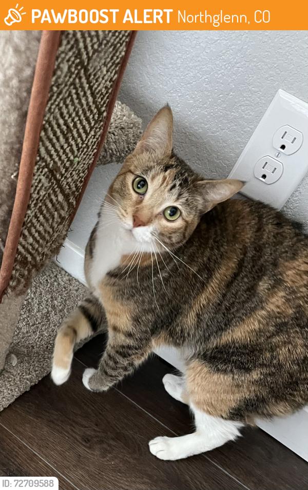 Found/Stray Female Cat last seen 102nd & Grant, Northglenn, CO 80233