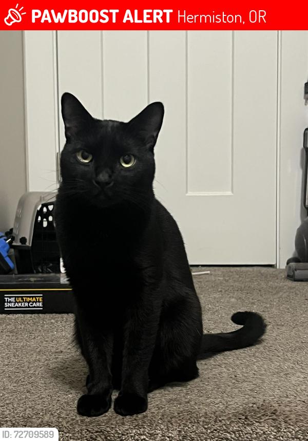 Lost Male Cat last seen NE 8th St behind Walmart, Hermiston, OR 97838