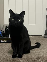 Lost Male Cat last seen NE 8th St behind Walmart, Hermiston, OR 97838