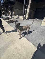 Found/Stray Male Dog last seen Near soho st , Hamilton, ON L8J 0M6