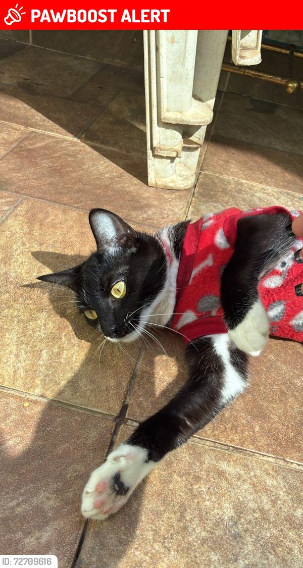 Lost Female Cat last seen Regina Fadin Giordano 67, Residencial Marieta Dian, SP 