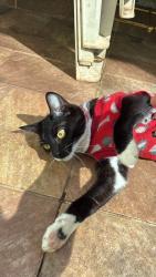 Lost Female Cat last seen Regina Fadin Giordano 67, Residencial Marieta Dian, SP 