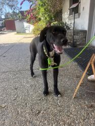 Found/Stray Male Dog last seen Del Mar Heights outside Torrey Pines High School, San Diego, CA 92093
