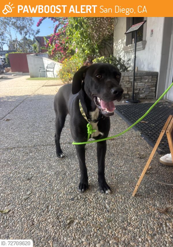 Found/Stray Male Dog last seen Del Mar Heights outside Torrey Pines High School, San Diego, CA 92093