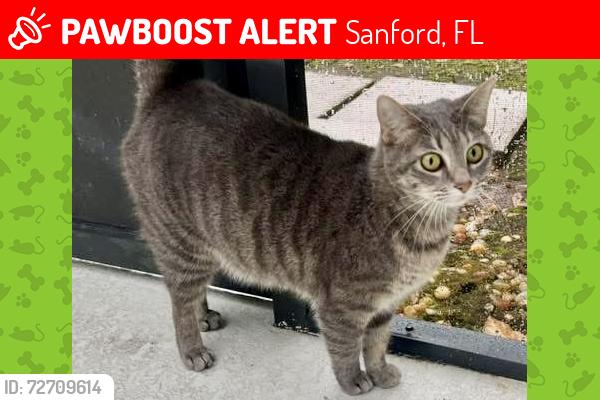 Lost Female Cat last seen Cardinal pointe cv and Via Hermosa St, Sanford, FL 32771