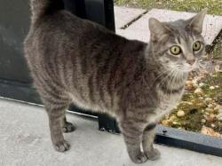 Lost Female Cat last seen Cardinal pointe cv and Via Hermosa St, Sanford, FL 32771