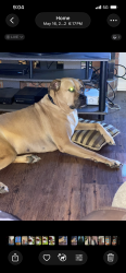Lost Male Dog last seen Hwy 51. By Coldwater Animal hosp , Coldwater, MS 38618