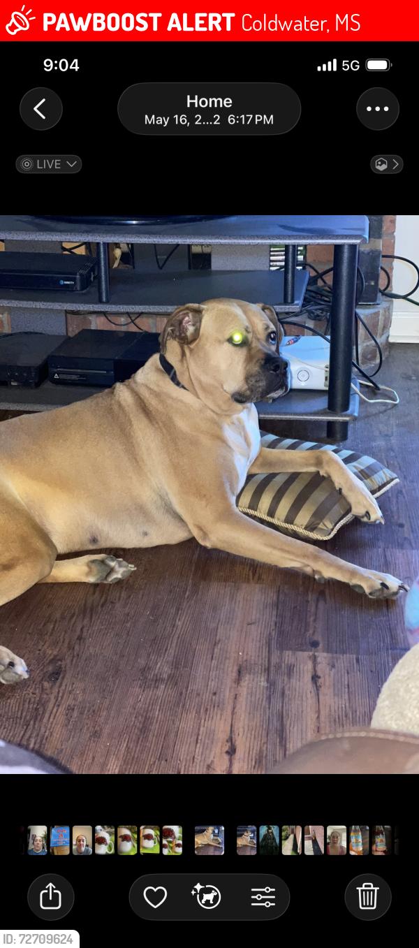 Lost Male Dog last seen Hwy 51. By Coldwater Animal hosp , Coldwater, MS 38618