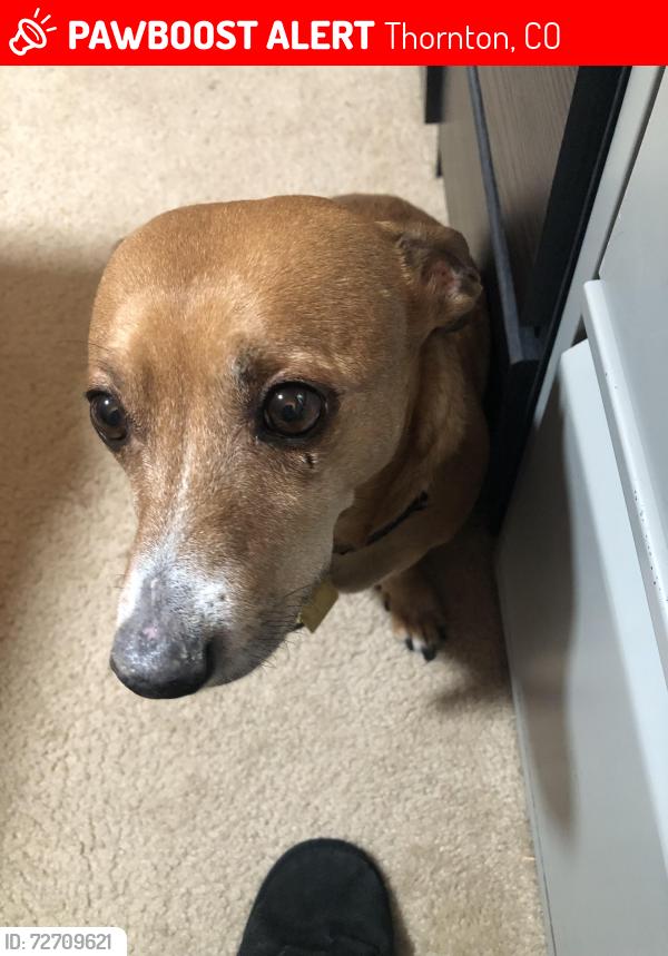 Lost Male Dog last seen 119th and Bellaire, Thornton, CO 80233
