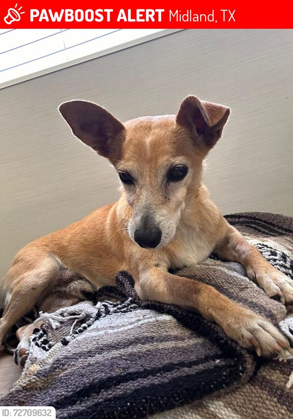 Lost Male Dog last seen Florida, Midland, TX 79701