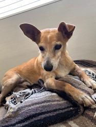 Lost Male Dog last seen Florida, Midland, TX 79701