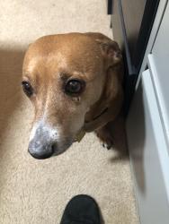Lost Male Dog last seen 119th and Bellaire, Thornton, CO 80233