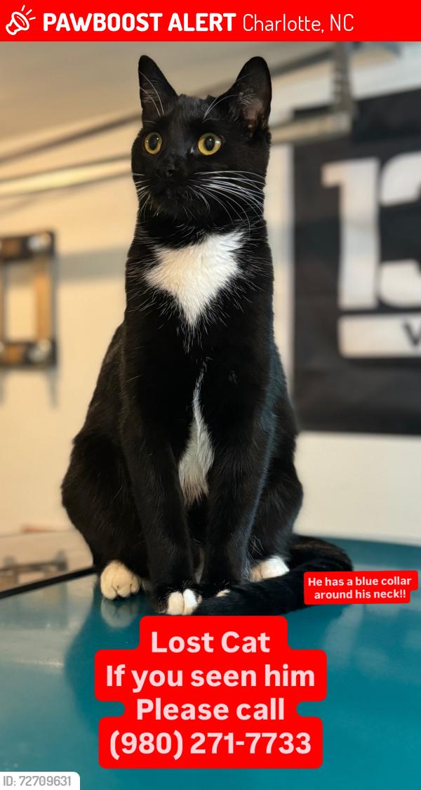 Lost Male Cat last seen farm pond , Charlotte, NC 28212