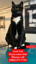 Lost Male Cat last seen farm pond , Charlotte, NC 28212