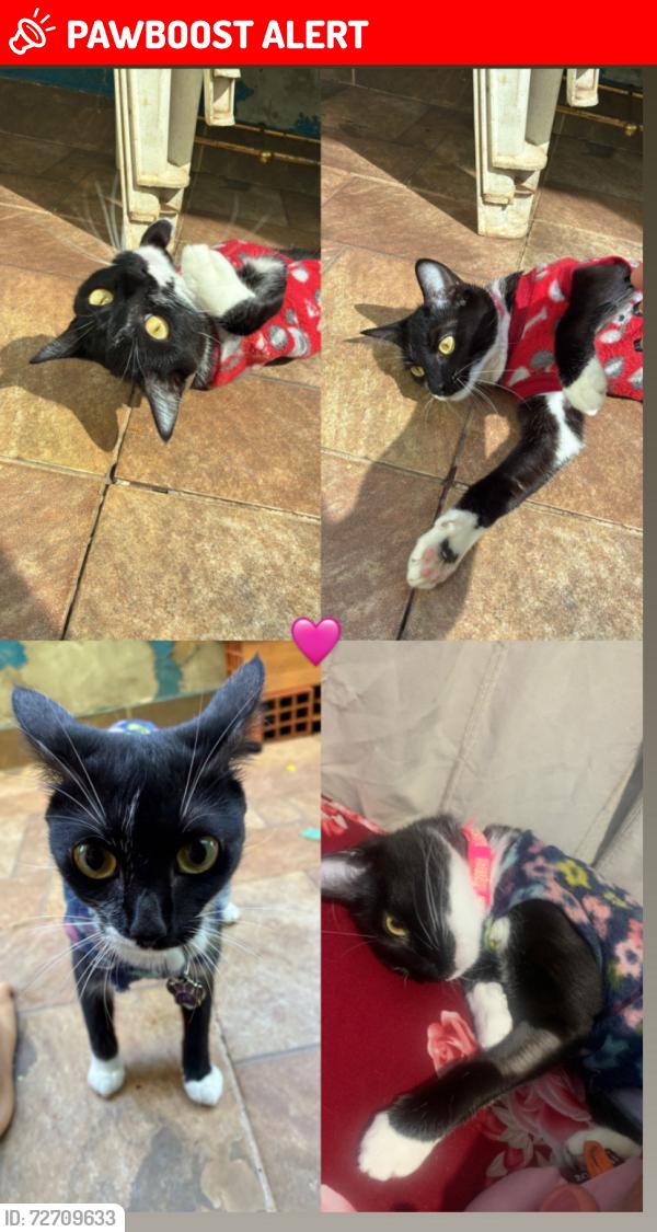 Lost Female Cat last seen Regina Fadin Giordano , Residencial Marieta Dian, SP 
