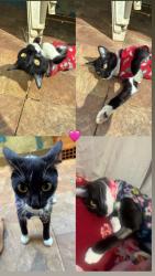 Lost Female Cat last seen Regina Fadin Giordano , Residencial Marieta Dian, SP 