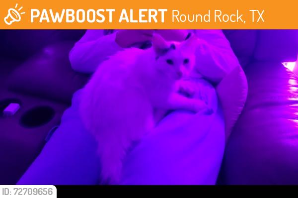 Found/Stray Female Cat last seen Whataburger on 79, Round Rock, TX 78664