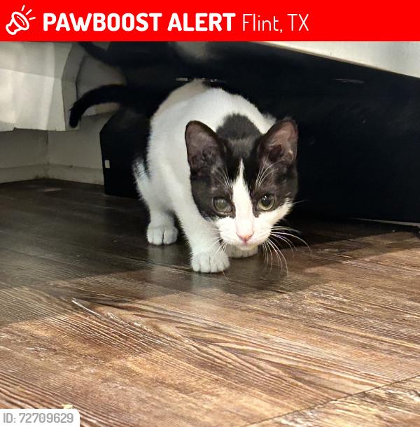 Lost Female Cat last seen New England Rd, Flint, Tx, Flint, TX 75762