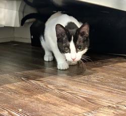 Lost Female Cat last seen New England Rd, Flint, Tx, Flint, TX 75762