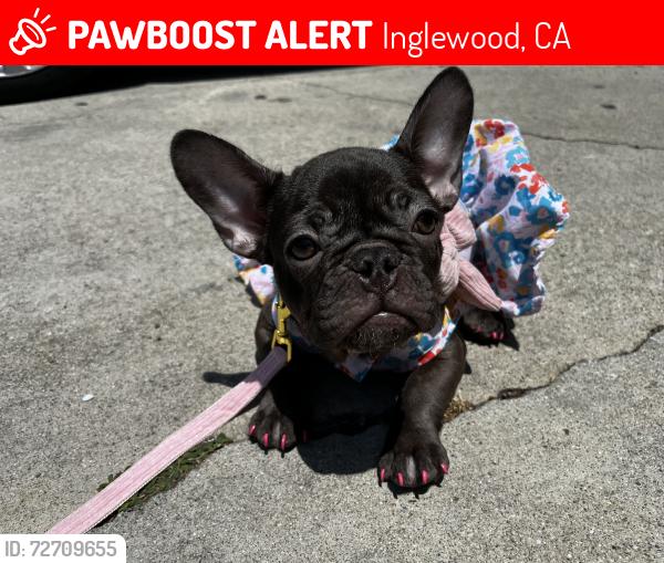 Lost Female Dog last seen Inglewood of hill crest and l Florence , Inglewood, CA 90301