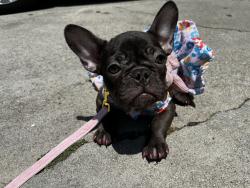 Lost Female Dog last seen Inglewood of hill crest and l Florence , Inglewood, CA 90301