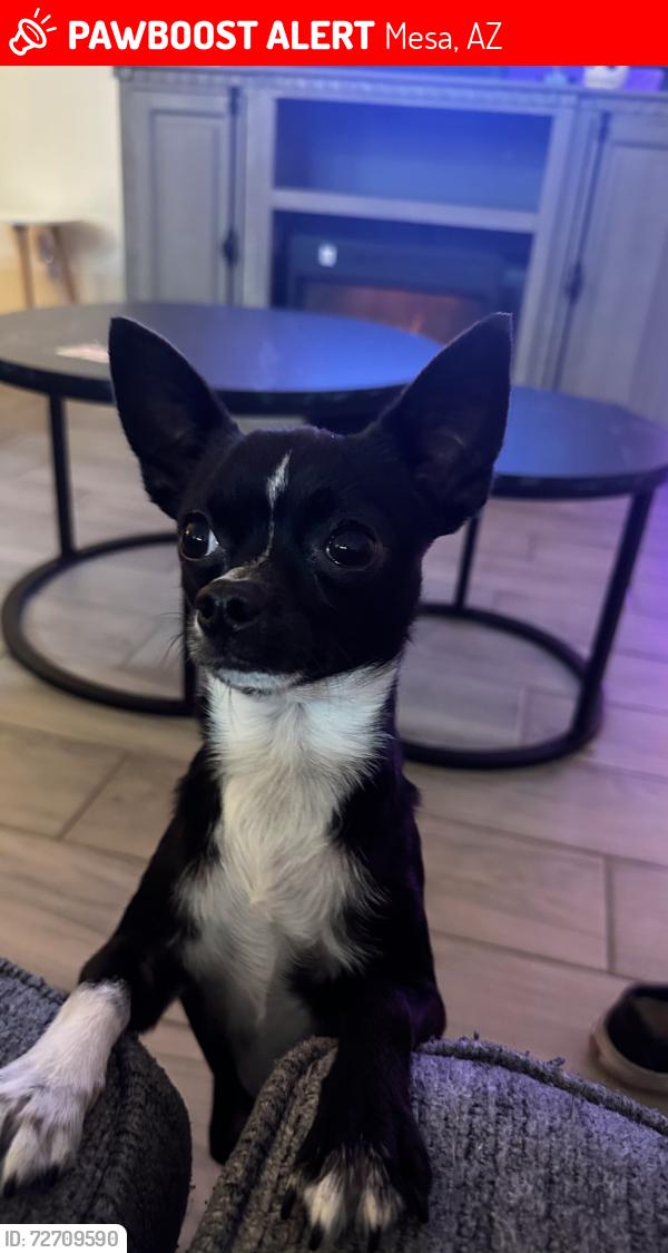 Lost Male Dog last seen Power and brown, Mesa, AZ 85205