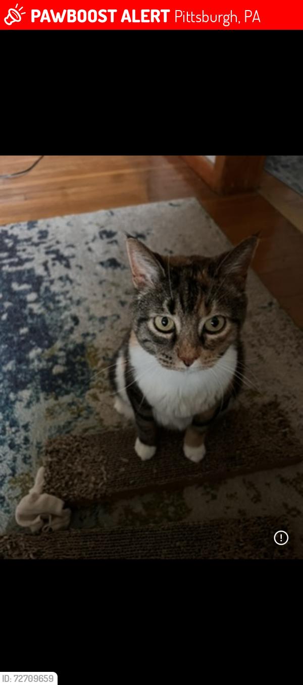 Lost Female Cat last seen Jefferson St, Pittsburgh, PA 15209