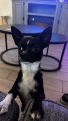 Lost Male Dog last seen Power and brown, Mesa, AZ 85205
