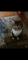 Lost Female Cat last seen Jefferson St, Pittsburgh, PA 15209