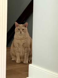 Lost Male Cat last seen Fitzhugh Avenue & Westmoreland in Monument Avenue Park, Richmond, VA 23230