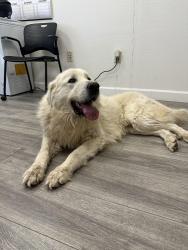 Found/Stray Male Dog last seen 75th Ave and Northern Ave, Peoria, AZ 85345