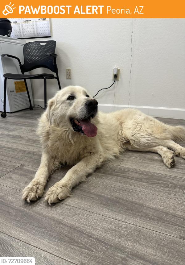 Found/Stray Male Dog last seen 75th Ave and Northern Ave, Peoria, AZ 85345