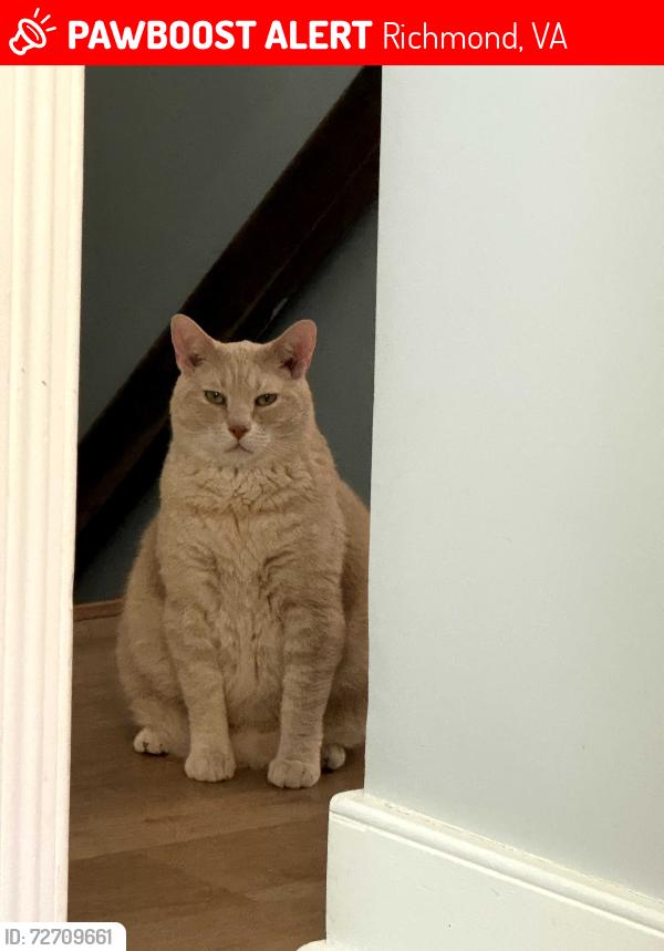 Lost Male Cat last seen Fitzhugh Avenue & Westmoreland in Monument Avenue Park, Richmond, VA 23230