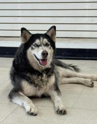 Lost Male Dog last seen Delta/St Vrain, El Paso, TX 79901