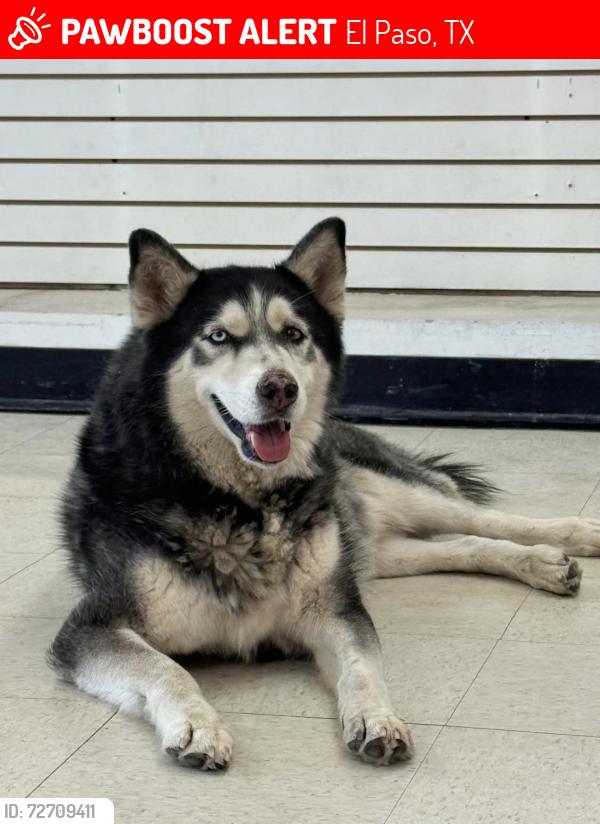 Lost Male Dog last seen Delta/St Vrain, El Paso, TX 79901