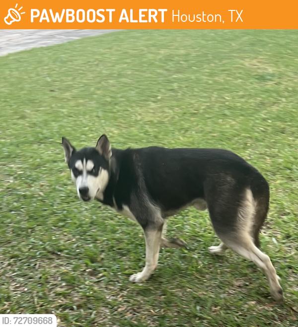 Found/Stray Male Dog last seen Ads Satsuma, Houston, TX 77084