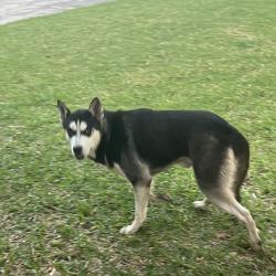 Found/Stray Male Dog last seen Ads Satsuma, Houston, TX 77084