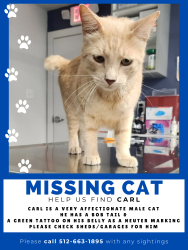 Lost Male Cat last seen Koenig and woodrow, Austin, TX 78756