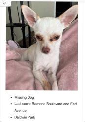 Lost Male Dog last seen Near SGM Meat Market, Baldwin Park, CA 91706