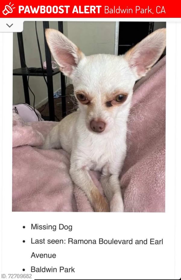 Lost Male Dog last seen Near SGM Meat Market, Baldwin Park, CA 91706