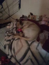 Lost Male Dog last seen Near barker ln, Corona, CA 92879